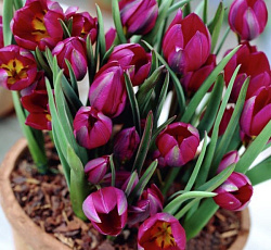 Тюльпан (Ботанический) - Одалиска