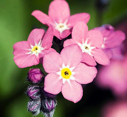 Незабудка (лесная) - Пинк