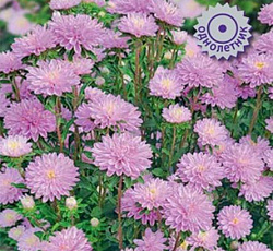 Астра Сирена Нежно-розовая