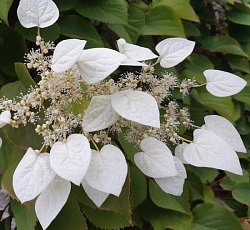 Схизофрагма гортензиевидная Белоснежная фея