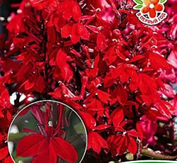 Лобелия Старшип скарлет бронзоволистная F1