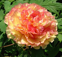 Пион (древовидный) - Кинко (Люкс)