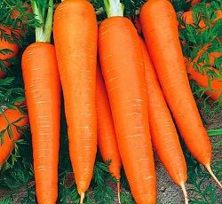 Морковь Сладкоежка дачника F1