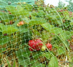 Сетка от птиц (2х5 м)