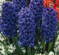 Гиацинт (садовый) - Мари