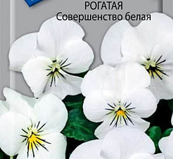 Фиалка Рогатая Совершенство белая
