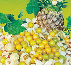 Физалис Ананасовый