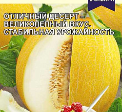 Дыня Крем-Брюле