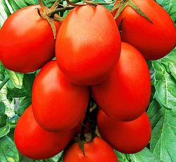 Томат Засолочное чудо (Застольный)