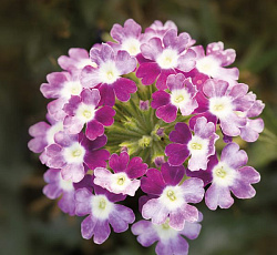 Вербена Тускани Твистер Парпл Шейдес