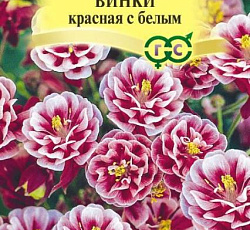Аквилегия Винки красная с белым