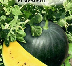 Арбуз Мунлайт F1