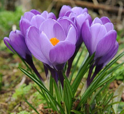 Крокус (крупноцветковый) - Гранд Мэтр