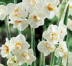 Нарцисс (махровый) - Абба