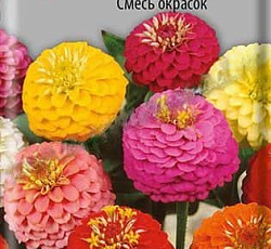 Цинния низкорослая Фея Смесь окрасок (махровая)