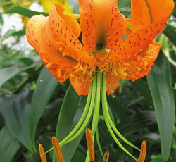 Лилия (видовая) - Генри