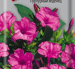 Мирабилис Пурпурный леденец