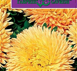 Астра Хризантелла Золотой восторг