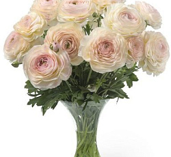 Лютик (гибридный) - Романс Мэритайм