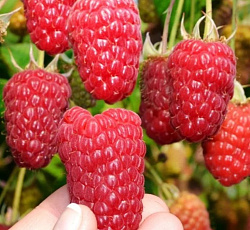 Малина (перспективная) - Гигант Московский