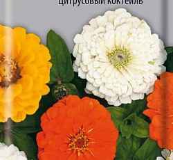 Цинния изящная Цитрусовый коктейль
