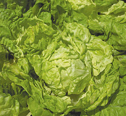 Салат Король рынка (кочанный)