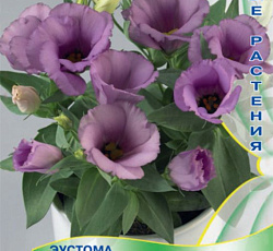 Эустома крупноцветковая Сюита Лиловая
