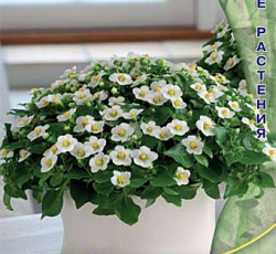 Экзакум Джульетта