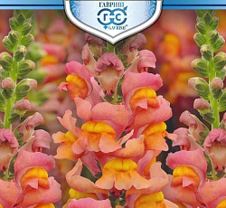 Антирринум (Львиный зев) Золотой лев