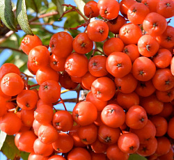 Рябина - Сказочная