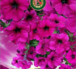 Петуния каскадная Эклиптика F1 Гэлакси