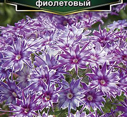 Флокс друммонда Попстарс фиолетовый F1