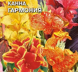 Канна Гармония