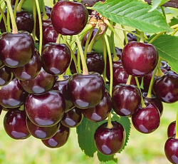 Вишня (дюк) - Ночка