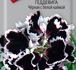 Гвоздика Геддевига Черная с белой каймой
