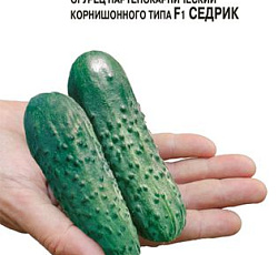 Огурец Седрик F1