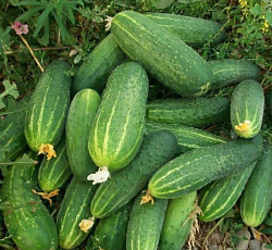 Огурец Феникс