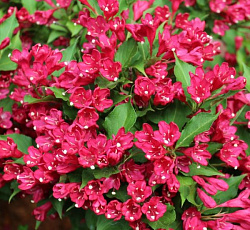 Вейгела ранняя Розовые колокола