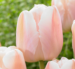 Тюльпан (Триумф) - Эприкот Бьюти