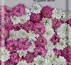 Иберис зонтичный Ягодное желе