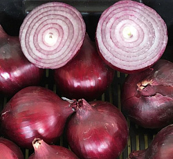 Лук репчатый Ред Семко F1