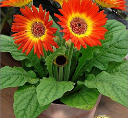 Гербера горшечная Колорблум Оранж Ело Биколор