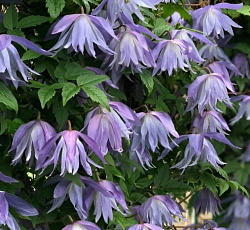 Клематис (ботанический княжики) - Сесиль