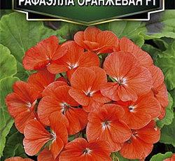 Пеларгония зональная Рафаэлла F1 оранжевая