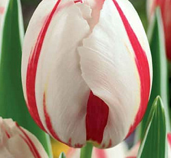 Тюльпан (Триумф) - Хеппи Дженерейшн