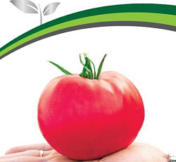 Томат Ладья