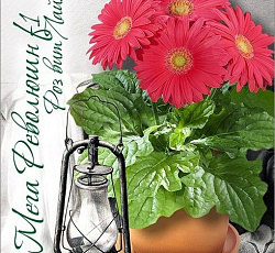 Гербера горшечная Мега Революшн F1 Роз Вит Лайт Ай