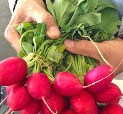 Редис Гром F1