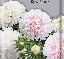 Астра Аполлония Крем-брюле