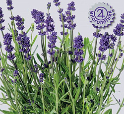 Лаванда Эллеганс Парпл